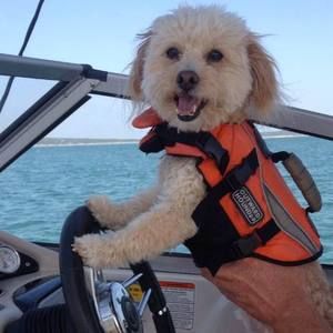 Meet your Posher, Dave